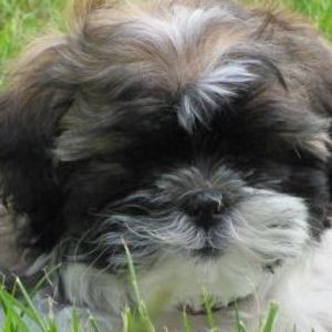 Meet your Posher, Sherry